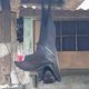 Imagen para el artículo titulado El descomunal murciélago descansando cual Nosferatu en el porche de una casa es real, aunque tiene truco